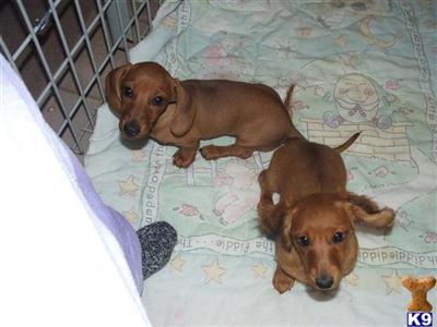 miniture dachshund puppies